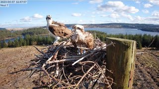 Kielder Ospreys Live Stream Nest 7 [upl. by Ul]