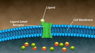 Types of Drug Receptors [upl. by Lottie]