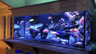 Incredible NEW Cichlid Lighting Cichlids LED Lighting Aquarium [upl. by Nanreit]