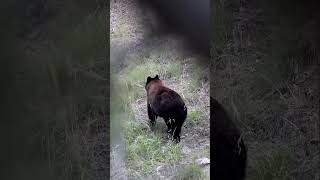 Big Color Phase Black Bear blackbear chocolate bear nature bowhunting animal wildlife hunt [upl. by Sitoiyanap]