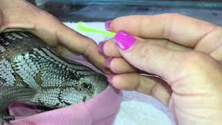 Removing Ticks From Wild Blue Tongue Skink [upl. by Tegdig]