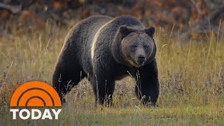 Woman dies after suspected grizzly bear attack in Yellowstone [upl. by Aisereht]