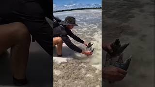 Giant Mudcrab barehanded catch fOR ISLAND SURVIVALS mudcrab crab survival [upl. by Etom]