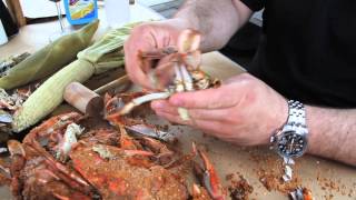 How To Eat Steamed Crabs [upl. by Doubler383]