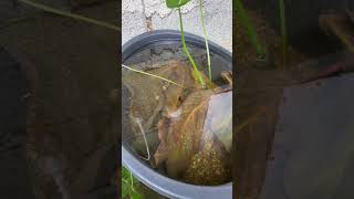 update sa pipefish ko fishkeepers fishing fishcare shorts [upl. by Jillene20]