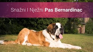 Snažni I Nježni Pas Bernardinac – Slike I Karakteristike Bernardinaca 🐕 [upl. by Aieka]