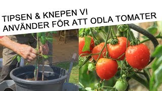 Tips hur du odlar tomater och körsbärstomater 🍅 🌱 för bästa resultat [upl. by Ateikan]