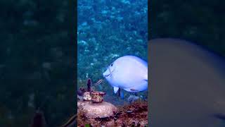 Gobies working nature fish animals aquarium [upl. by Hills]