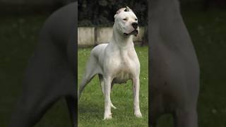 Dünyanın En Tehlikeli Köpekleri  Bu Köpekler Cidden Çok Tehlikeli😱☠️ [upl. by Atsylac]