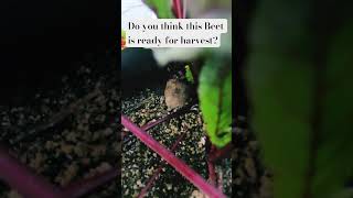 beets growingincontainers growsomefood shortsvideo [upl. by Weldon]