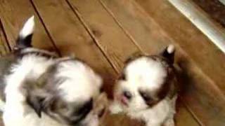 Cute little Shi Tzu puppies [upl. by Yrgoerg]