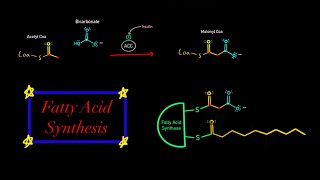 Fatty Acid Synthesis EVERYTHING YOU NEED TO KNOW MCAT BIOCHEMISTRY Map of Metabolism [upl. by Elletsirhc846]