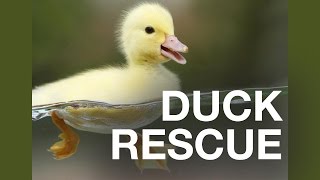 Dramatic Duckling Rescue at Oxford Brookes [upl. by Redan]