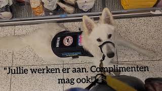 Hulphond Krijgt Compliment In De Supermarkt [upl. by Lleuqram]