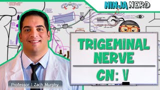 Neurology  Trigeminal Nerve Cranial Nerve V [upl. by Notxap]