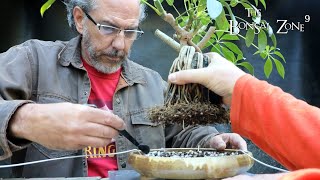 Root Over Rock and Giant Ficus with Ross Part 2 The Bonsai Zone Sept 2022 [upl. by Ycart]