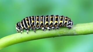 Papilio machaon  Kırlangıçkuyruk Kelebeğin Hayatı [upl. by Berna]