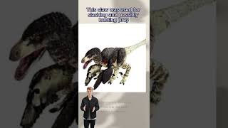 Dromaeosaurus information [upl. by Landing]