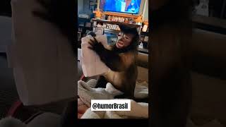 O macaco se lamentando kkk viralvideo memes [upl. by Enelaj]