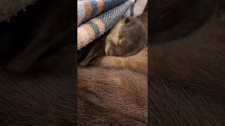 Sleeping time for baby otters😍🦦🦦🦦Cute Otter ytviral cuteanimal babyotter ytshorts [upl. by Hollah]