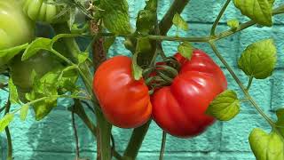 Tomato plant summer care feeding large beefsteak tomatoes cutting off leaves to increase crops [upl. by Blankenship311]