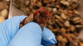 Goose barnacles raw then cooked [upl. by Graybill]