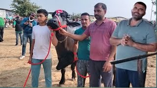 November 11 2024  Sukhveer dhand dariy farm new video  आज का नया वीडियो जरूर देखें  murrah [upl. by Airotkciv]