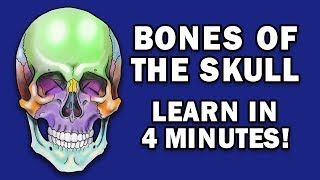 BONES OF THE SKULL  LEARN IN 4 MINUTES [upl. by Vidovic]