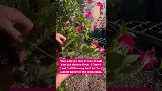 Winter Pruning Your Mandevillas One of the EASIEST plants to prune [upl. by Hubey691]