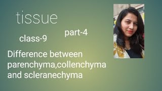 tissue parenchyma collenchyma scleranchyma htet cbse dsssb emrskvs2023 class9 chapter6 [upl. by Aicilev]