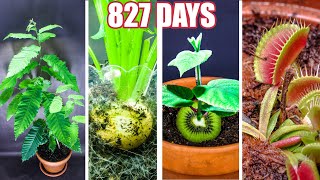 Plant Growing Time Lapse Compilation 827 Days in 8 Minutes [upl. by Iclek]