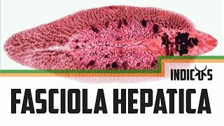 Fasciola hepatica [upl. by Harts]