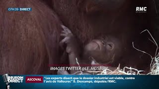 Java un bébé orangoutan est né au Jardin des Plantes à Paris [upl. by Eimilb]