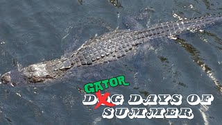 Watch A Juvenile Alligator Cruising a Florida Canal Relaxed Wildlife Encounter alligator florida [upl. by Anyel797]