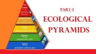 Ecological Pyramids [upl. by Alrahs]