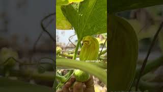 Harvesting baby pumpkin gardening [upl. by Garrard]