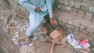 Dog Reunited with Owner SlowlyRecognizes Dad After Years in Shelter The Dodo [upl. by Divd]