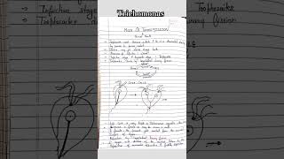 Trichomonas morphology and structure microbiologynotes easy way mlt microbiology shorts pg [upl. by Gabrielle]