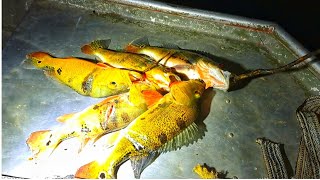 SPEARFISHING at NIGHT on the ESSEQUIBO RIVER [upl. by Lamrouex]