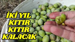 En Dayanıklı Yeşil Zeytin Kurma Tarifi [upl. by Terrilyn]