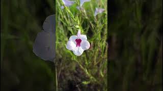 Sopubia delphinifolia Scrophulariaceae family nature trending flowers garden forest plants [upl. by Elleiad]