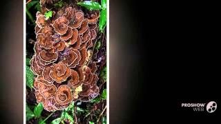 Hexagonia variegata  fungi kingdom [upl. by Tillie642]