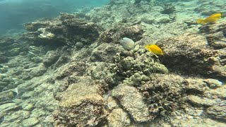 Hawaii Reef Fish Big Island Kikaua Point Park snorkeling with go pro 11 [upl. by Flossi]