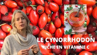 Le cynorrhodon  fruit comestible riche en vitamine C [upl. by Levison]