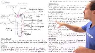 Structure of the Nephron [upl. by Petuu]