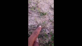 🤏🐸Boing Boing web catching frogs🤏🐸flying amp Jumping Part 4 frog foryou funny catching fun [upl. by Sawtelle]