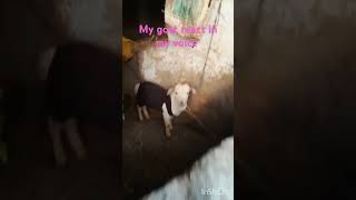 my goat like a dog shorts fun tannushri kumari [upl. by Hart]