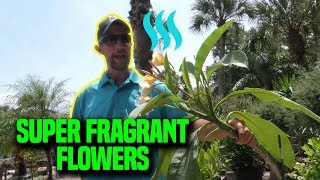 Best Smelling Plants for your Garden [upl. by Atokad]