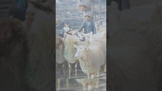 Herding Sheep in 1928  Restored Footage [upl. by Howard]