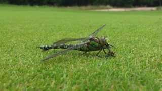 Dragonfly feeding on wasp [upl. by Raab]